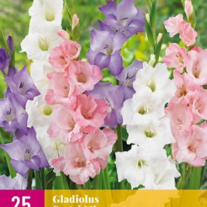 ” Pastelmix”  Blandning av 25  Gladioluslökar !