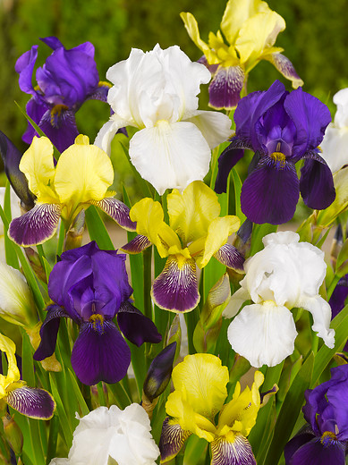 ”Sky Fire” Iris Germanica (trädgårds-iris) - Bild 3