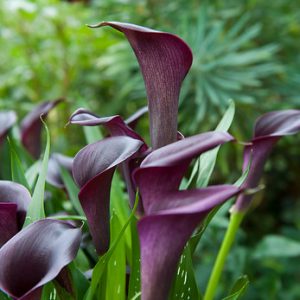 ” Cantor”  Calla ( syn. Zantedeschia )  (1 fin ex.)