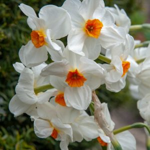 ” Geranium”     Narcissus Multiflora  (5 stora lökar)