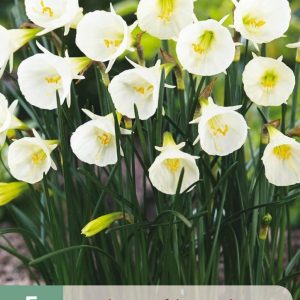 Botanisk Narcissus  ”White Petticoat”   (5lökar !!)  Unik!