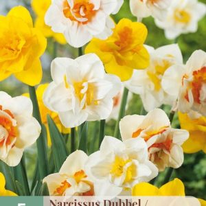 Narcissus mix dubbel Doftfabrik !! (5 lökar !!)
