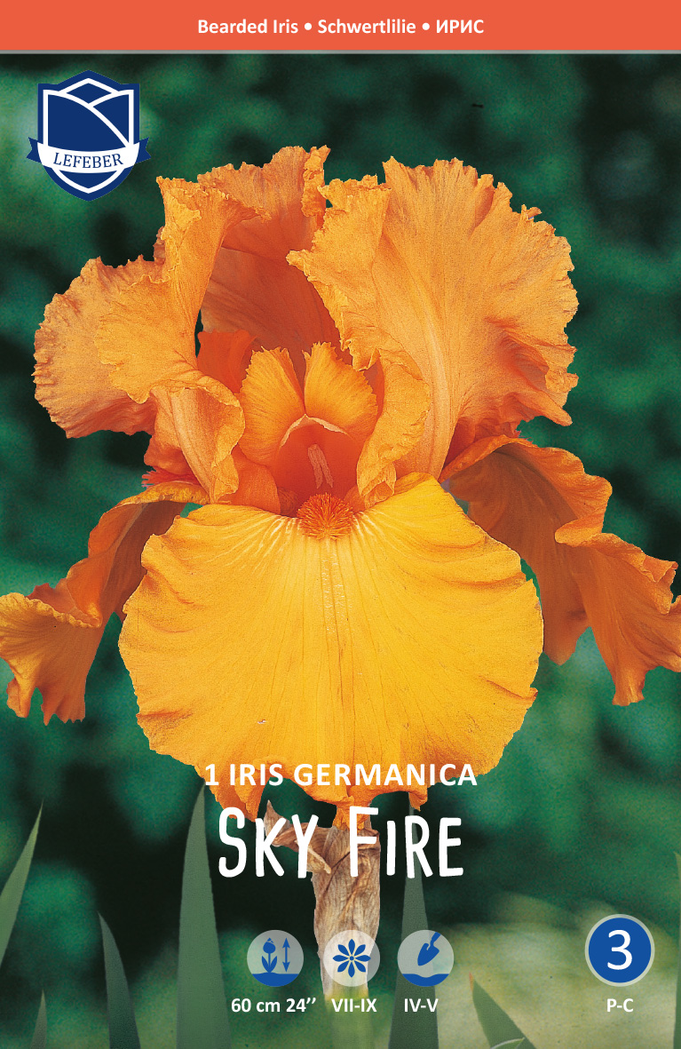 ”Sky Fire” Iris Germanica (trädgårds-iris)