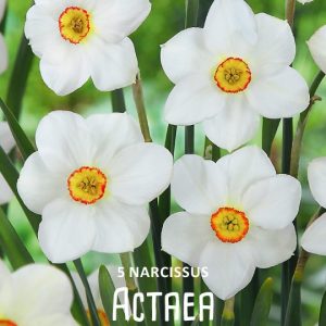 ”Poeticus Actaea ”  Doftande !  ( 5 lökar ! )