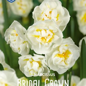 Narcissus ”Bridal Crown”  Doftfabrik !!  (5 lökar !!)