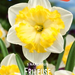 Narcissus ”Frileuse” Doftfabrik !! (5 lökar !!)