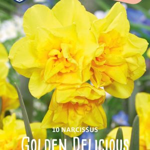 Botanisk Narcissus  ”Golden Delicious”   (10 lökar !!)