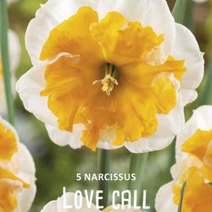 Narcissus ”Love Call” Doftfabrik !! (5 lökar !!)