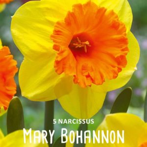 ”Mary Bohannon”  Doftande !  ( 5 lökar ! )