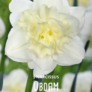 Narcissus ”Obdam” Doftfabrik !! (5 lökar !!)