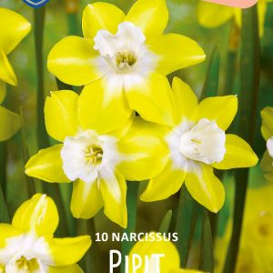 Botanisk Narcissus  ”Pipit”   (10 lökar !!)  Unik!