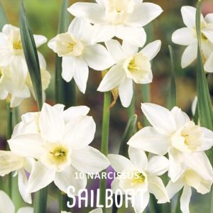 Botanisk Narcissus  ”Sailboat”   (10 lökar !!)  Unik!