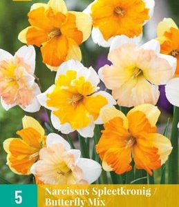 Narcissus  ”Butterfly-blandning”   (5 lökar !!) Exklusiv!