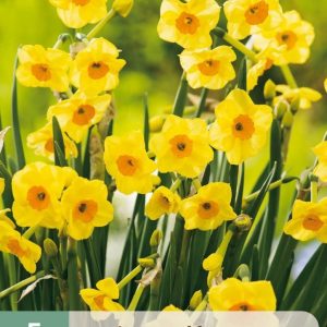 Botanisk Narcissus  ”Golden Dawn”   (10 lökar !!)
