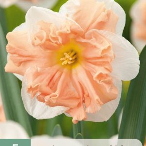 Narcissus ”Apricot Wirl”  Doftfabrik !!  (5 lökar !!)
